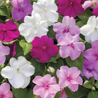 Xtreme Little Gem Mix Impatiens Thumbnail